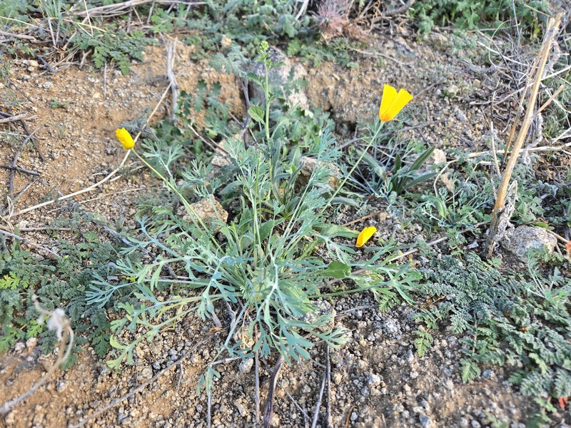 Eschscholzia californica subsp. mexicana photo 7