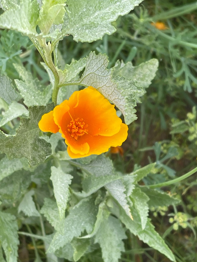 Eschscholzia californica subsp. mexicana photo 8