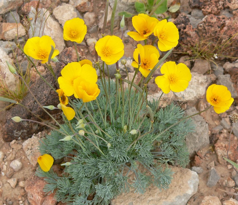 Desert Poppy