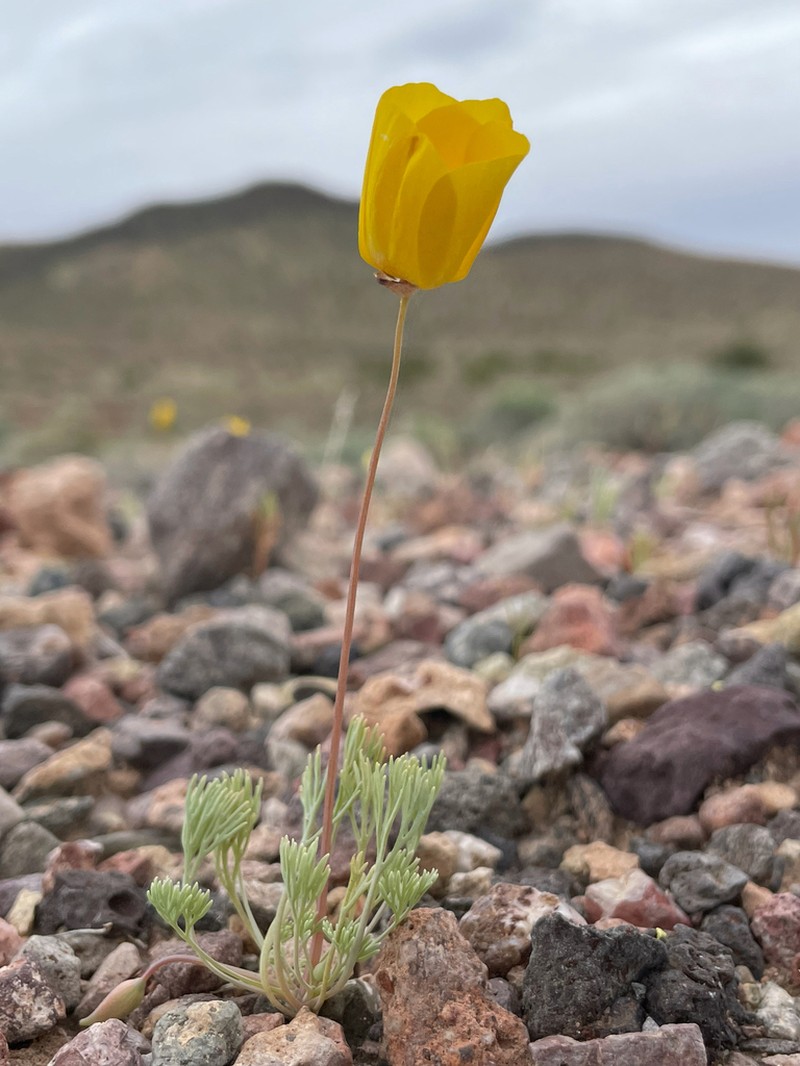 Desert Poppy