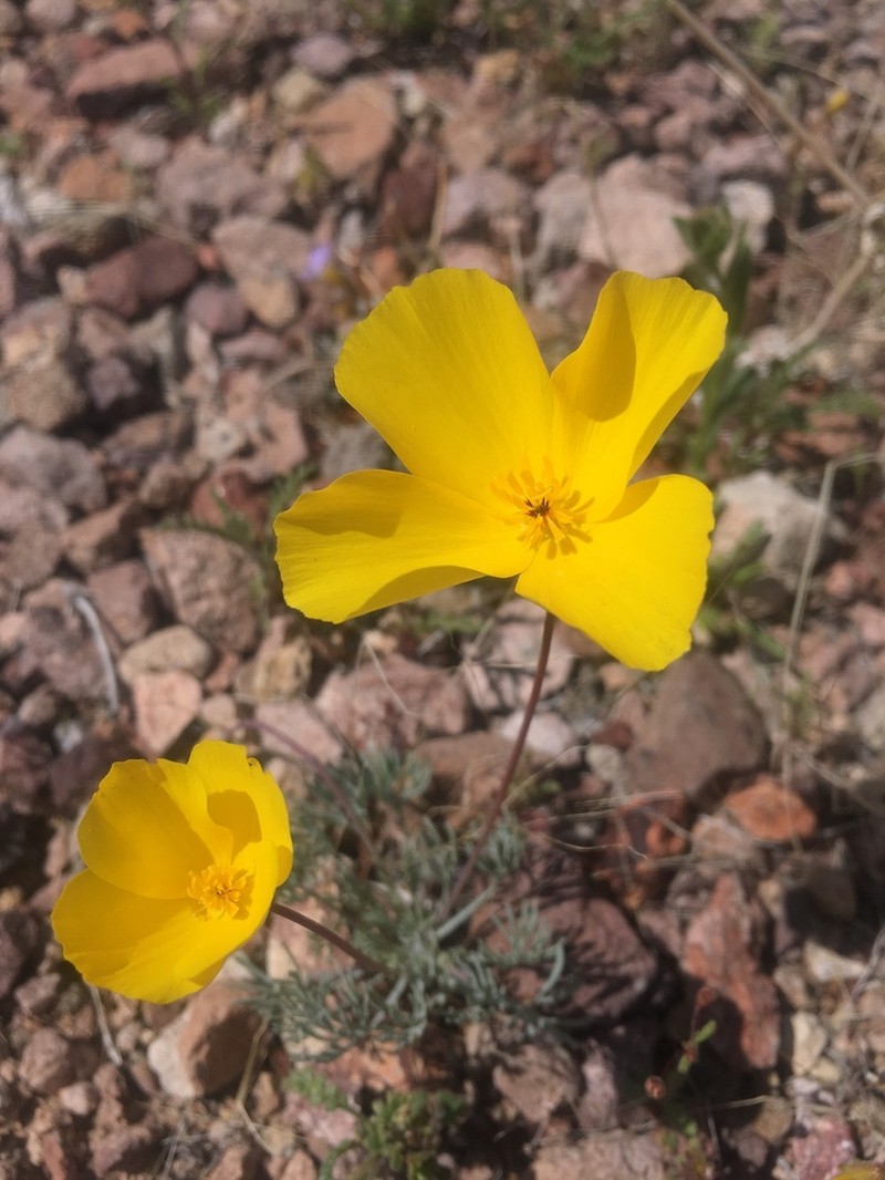 Desert Poppy photo 2
