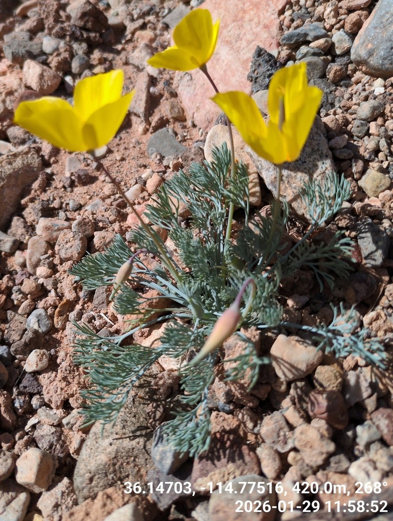Desert Poppy photo 3