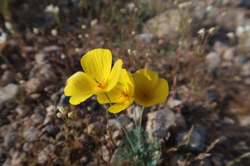 Desert Poppy photo 4
