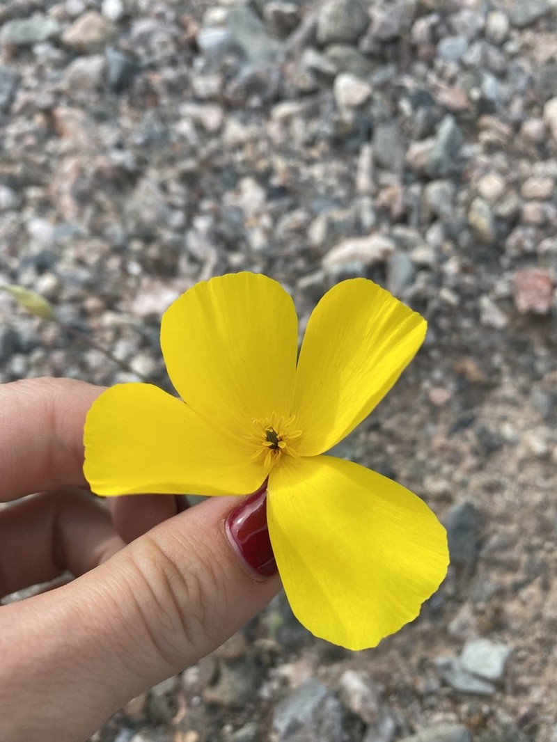 Desert Poppy photo 5