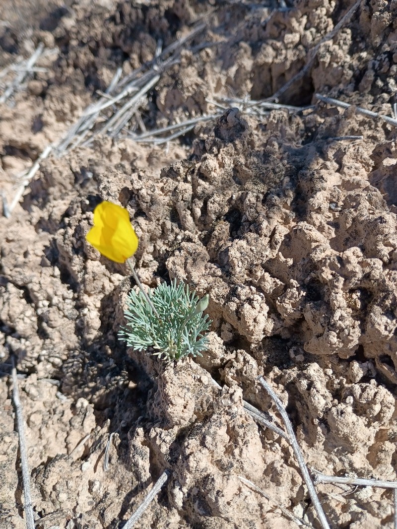 Desert Poppy photo 6