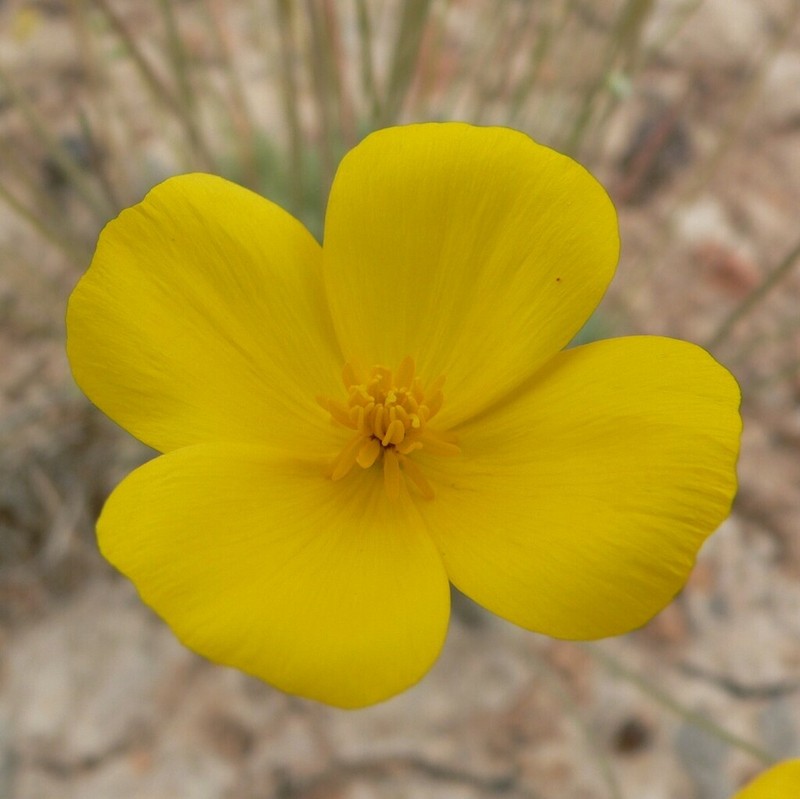 Desert Poppy photo 7