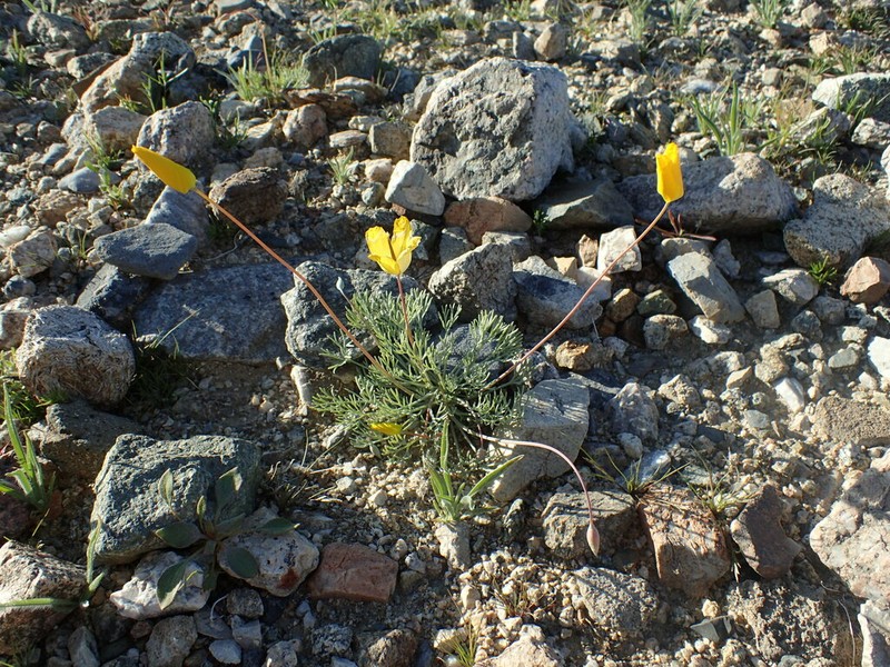 Desert Poppy photo 8