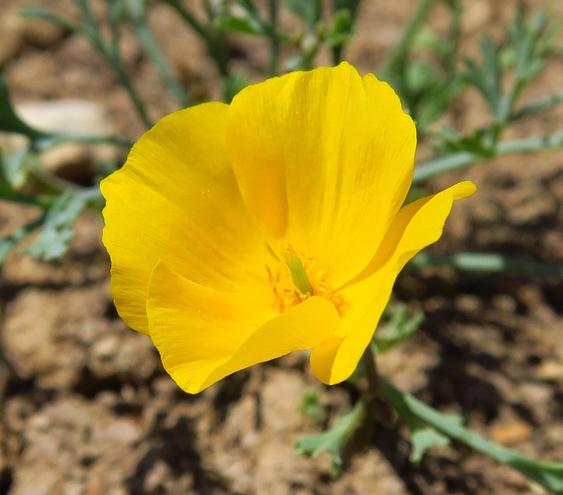San Benito Poppy