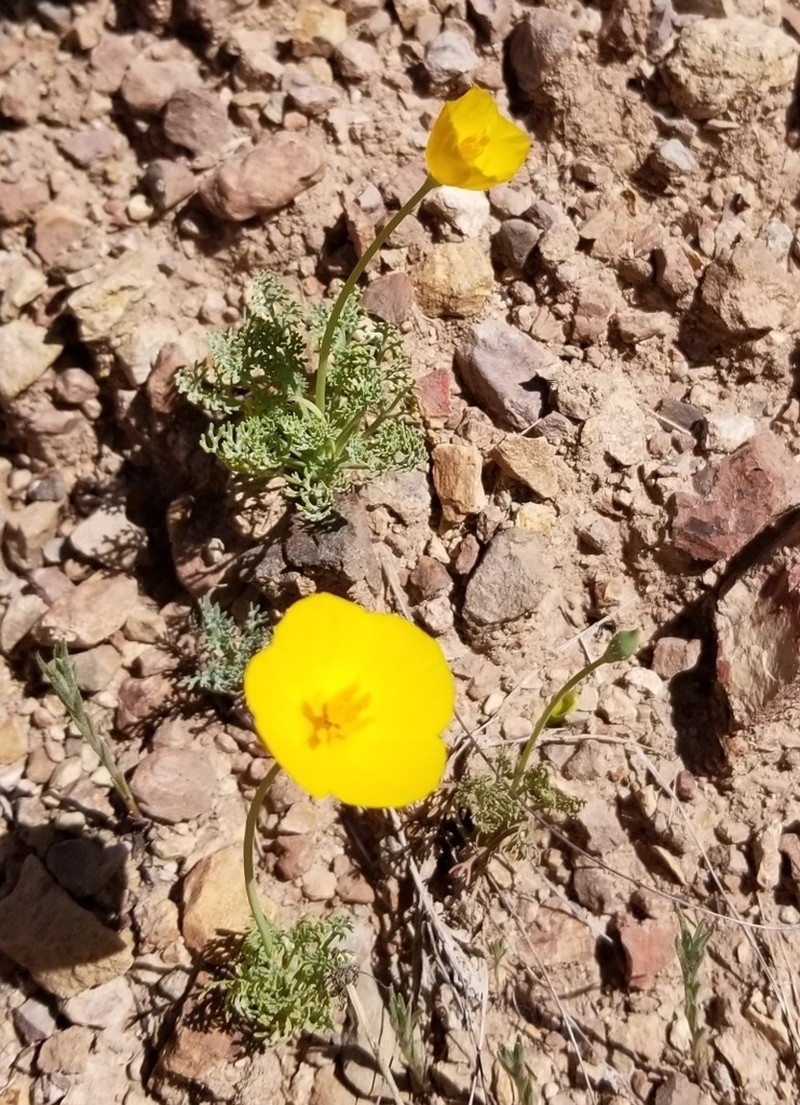 San Benito Poppy photo 2