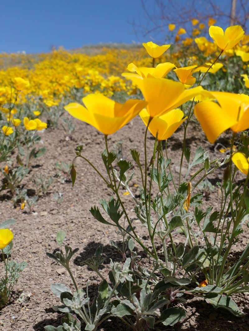 San Benito Poppy photo 3