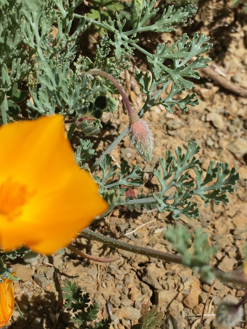 San Benito Poppy photo 4
