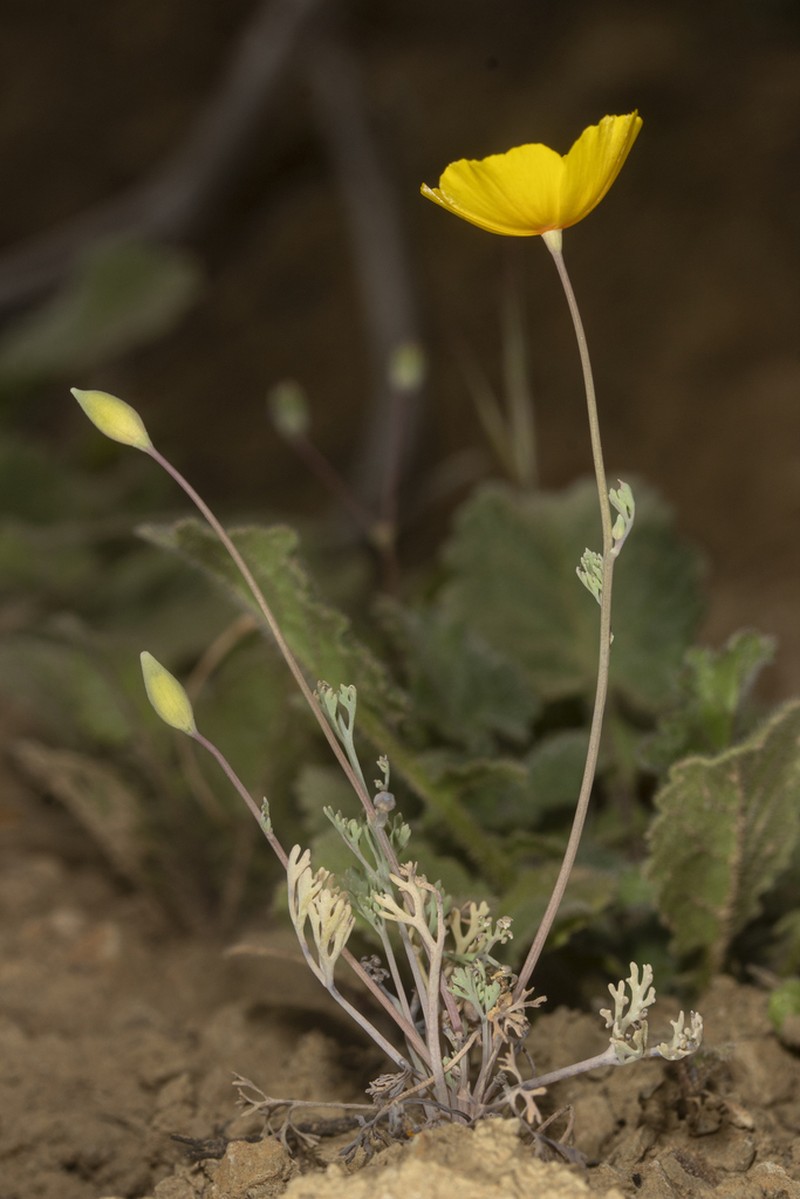 San Benito Poppy photo 5