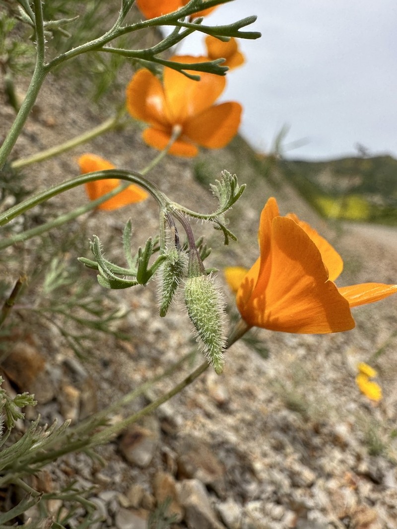 San Benito Poppy photo 6