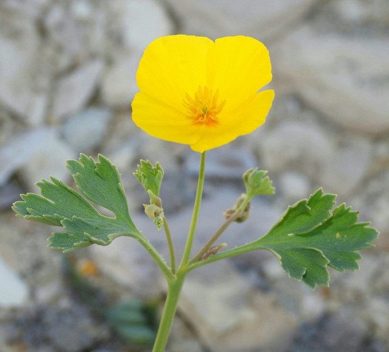 San Benito Poppy photo 7