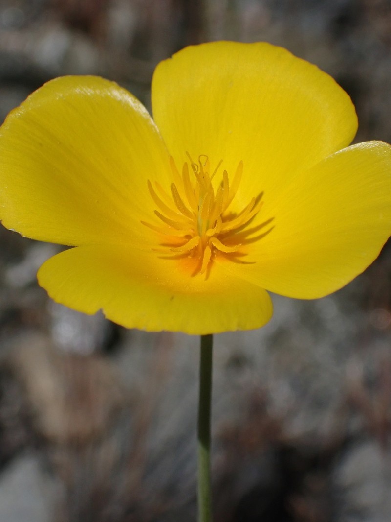 San Benito Poppy photo 8