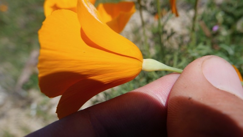 Lemmon's Poppy