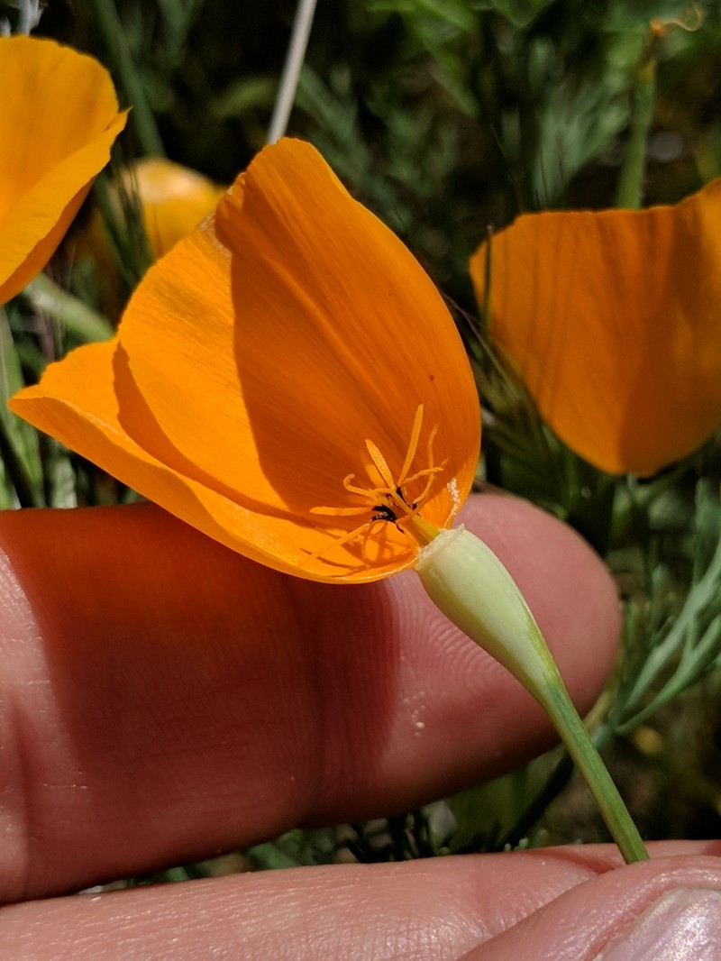 Lemmon's Poppy photo 2