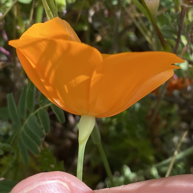 Lemmon's Poppy photo 3