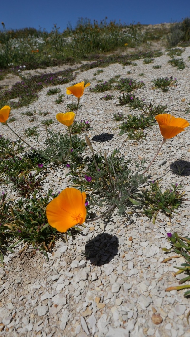 Lemmon's Poppy photo 4