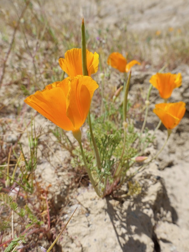 Lemmon's Poppy photo 5