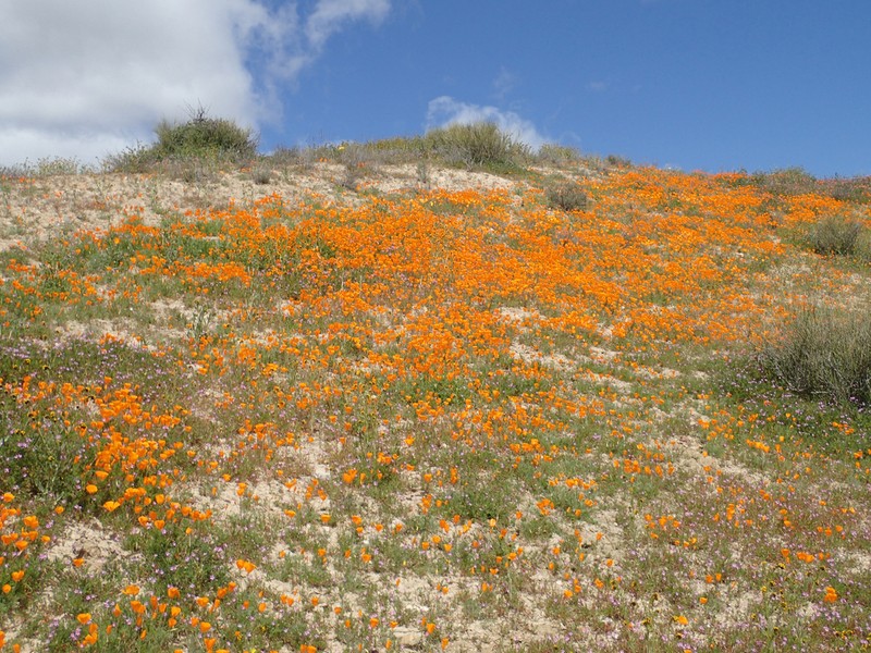 Lemmon's Poppy photo 6