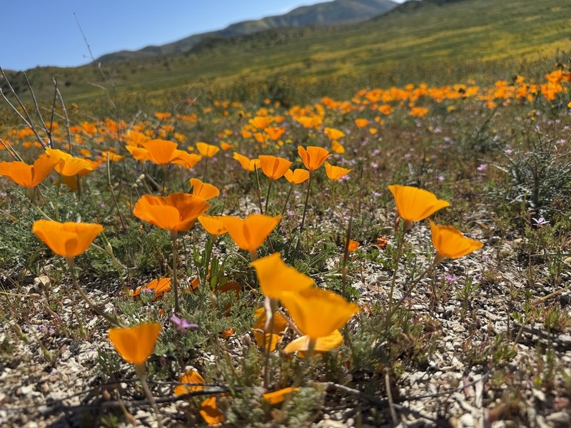 Lemmon's Poppy photo 7