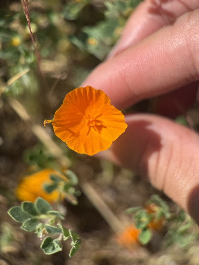 Lemmon's Poppy photo 8