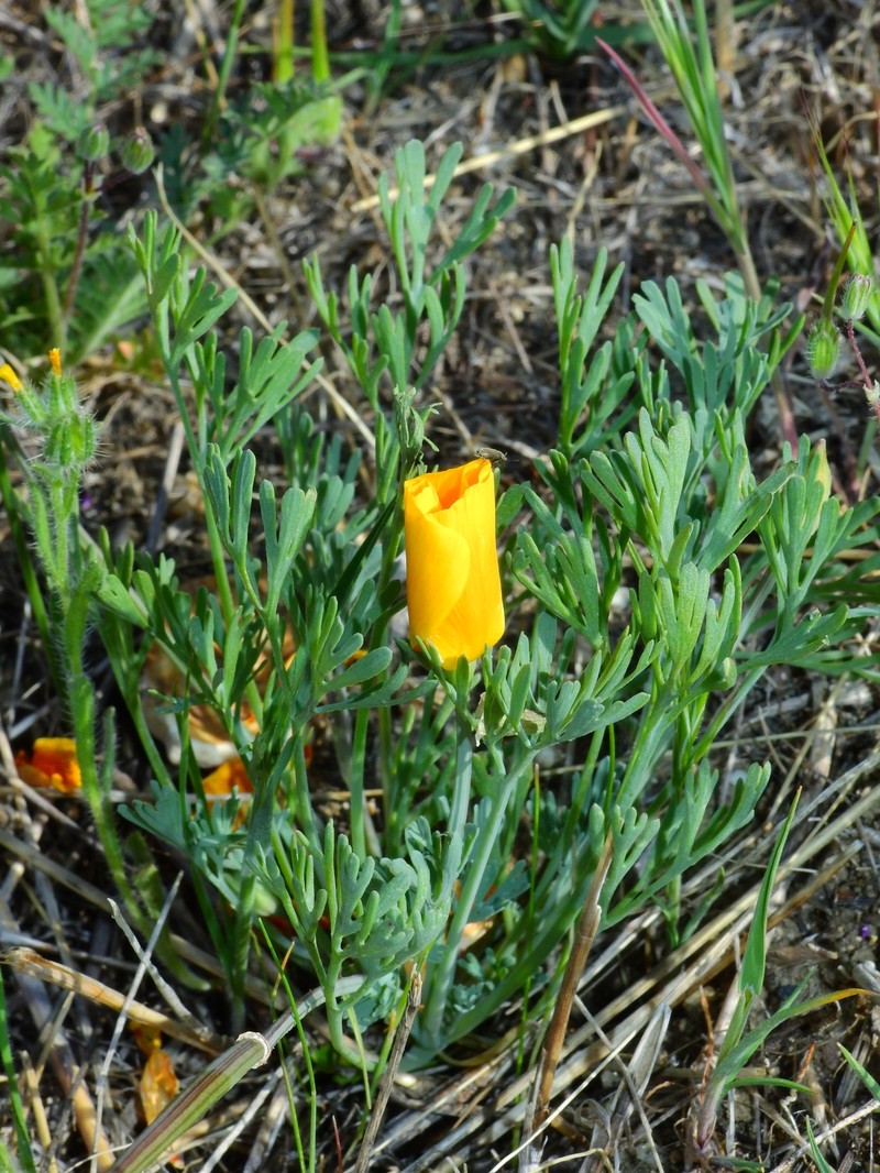 Eschscholzia lemmonii subsp. kernensis