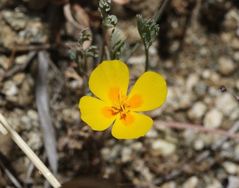Eschscholzia lemmonii subsp. kernensis photo 2