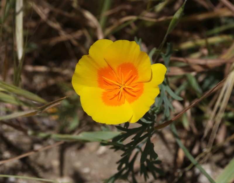 Eschscholzia lemmonii subsp. kernensis photo 3