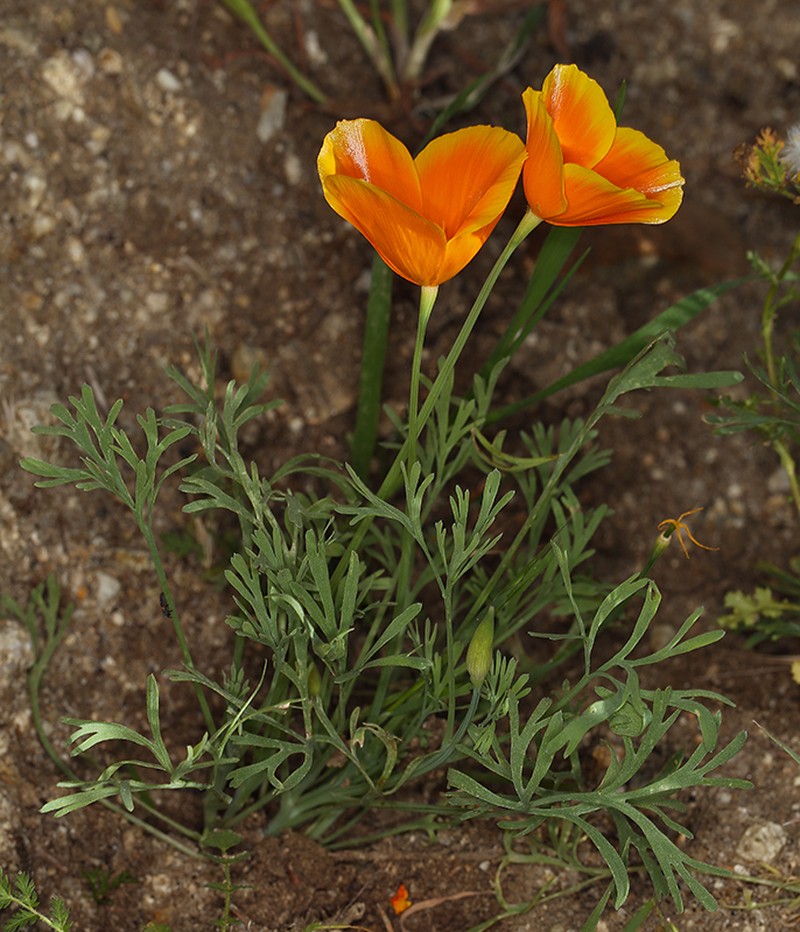 Eschscholzia lemmonii subsp. kernensis photo 4