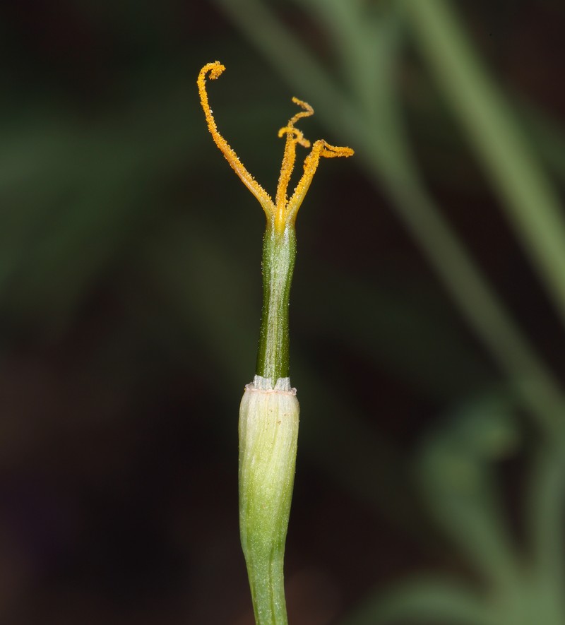 Eschscholzia lemmonii subsp. kernensis photo 5