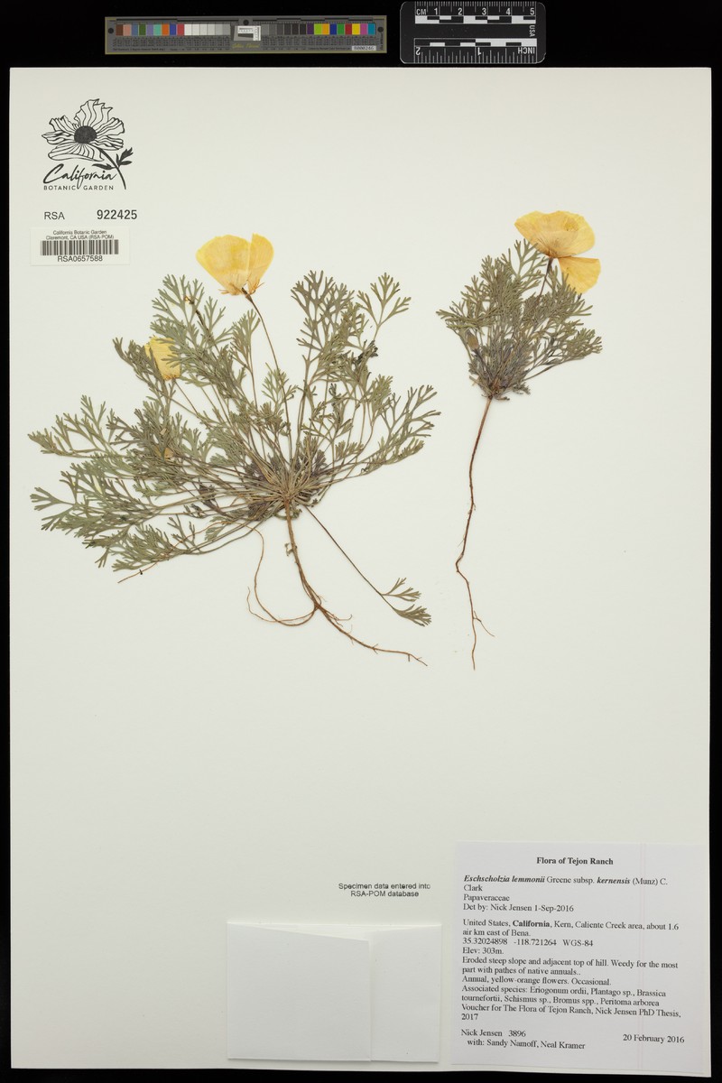 Eschscholzia lemmonii subsp. kernensis photo 6