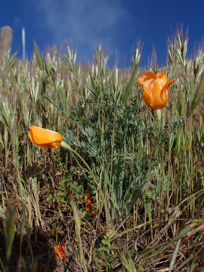 Eschscholzia lemmonii subsp. lemmonii