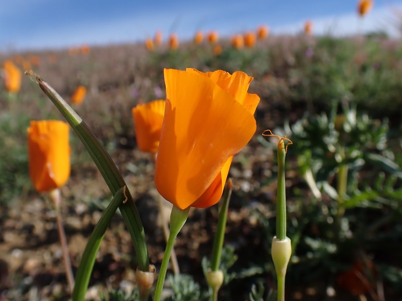 Eschscholzia lemmonii subsp. lemmonii photo 2
