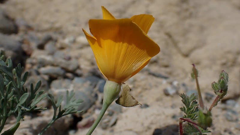 Eschscholzia lemmonii subsp. lemmonii photo 3
