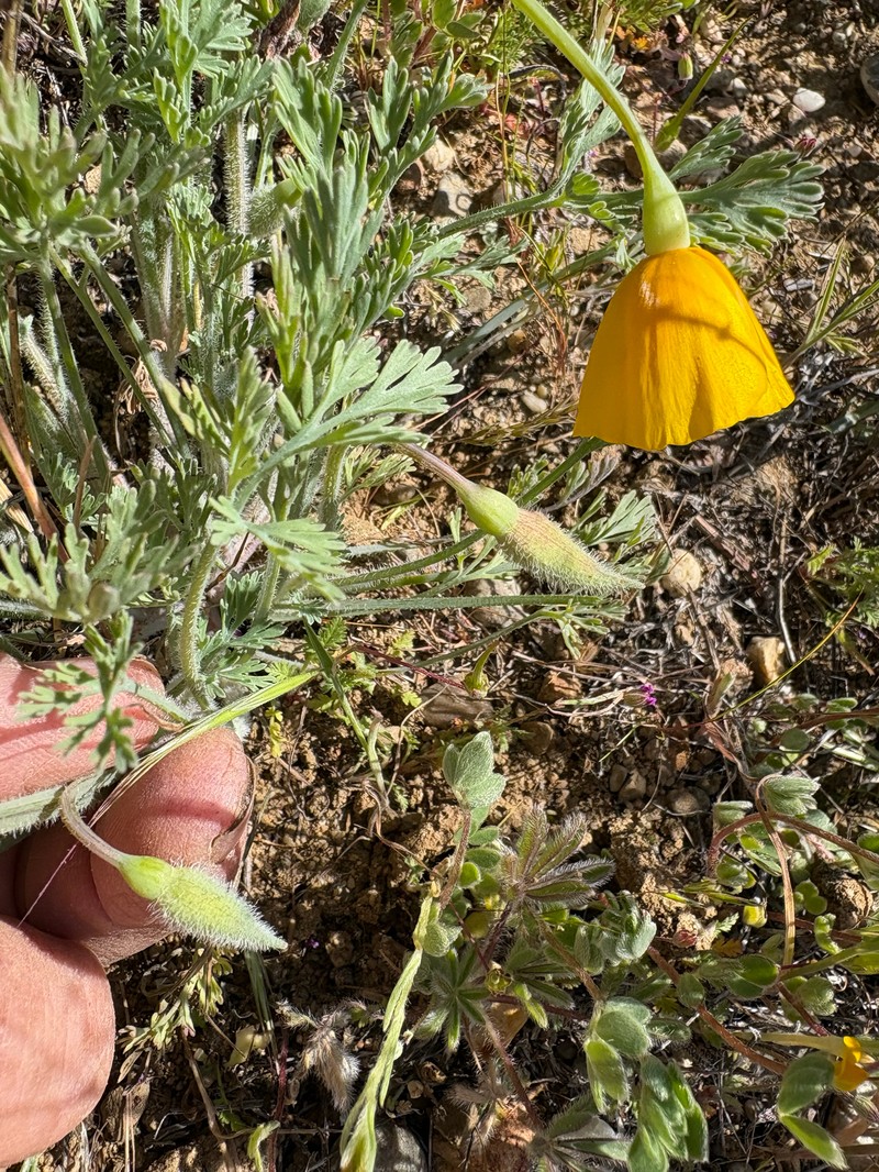 Eschscholzia lemmonii subsp. lemmonii photo 4