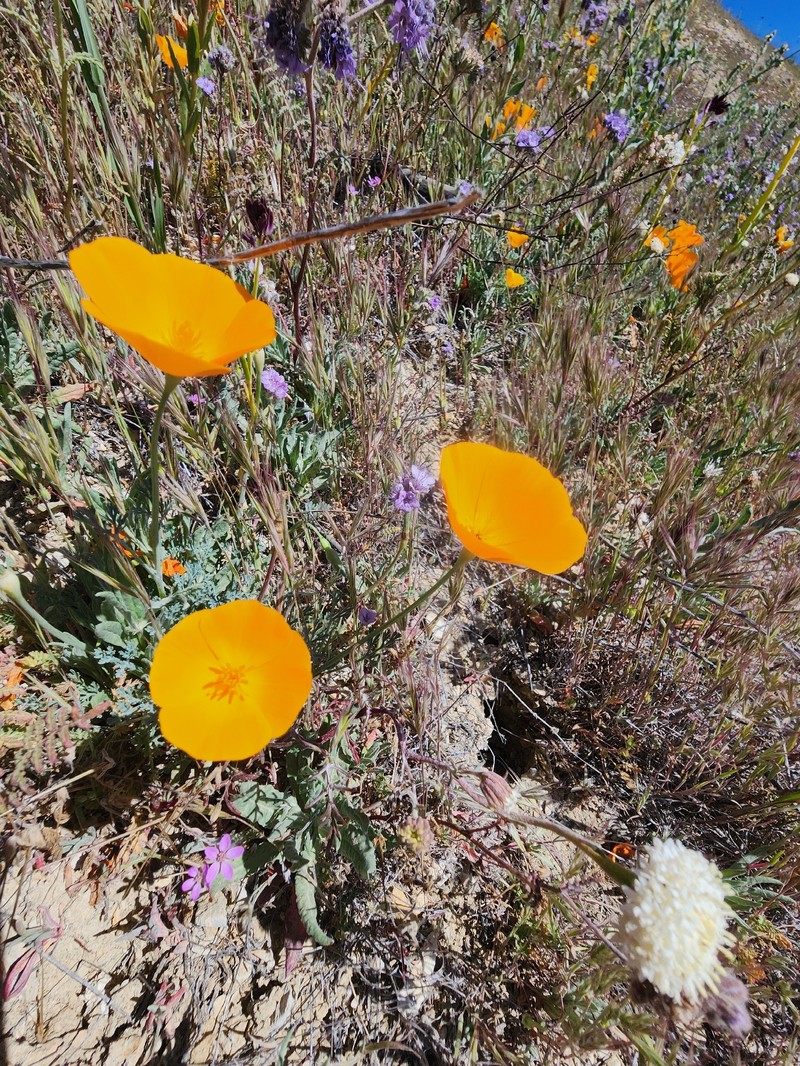 Eschscholzia lemmonii subsp. lemmonii photo 5