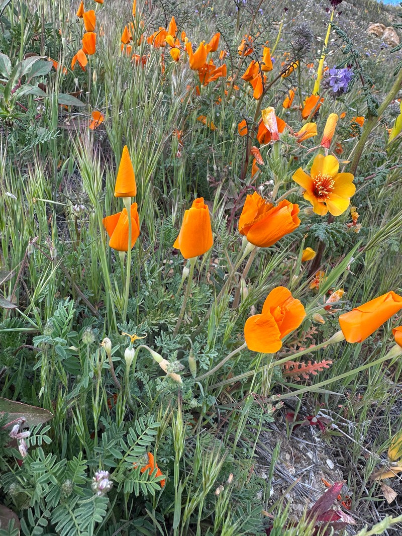 Eschscholzia lemmonii subsp. lemmonii photo 6