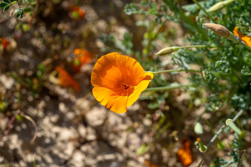 Eschscholzia lemmonii subsp. lemmonii photo 7