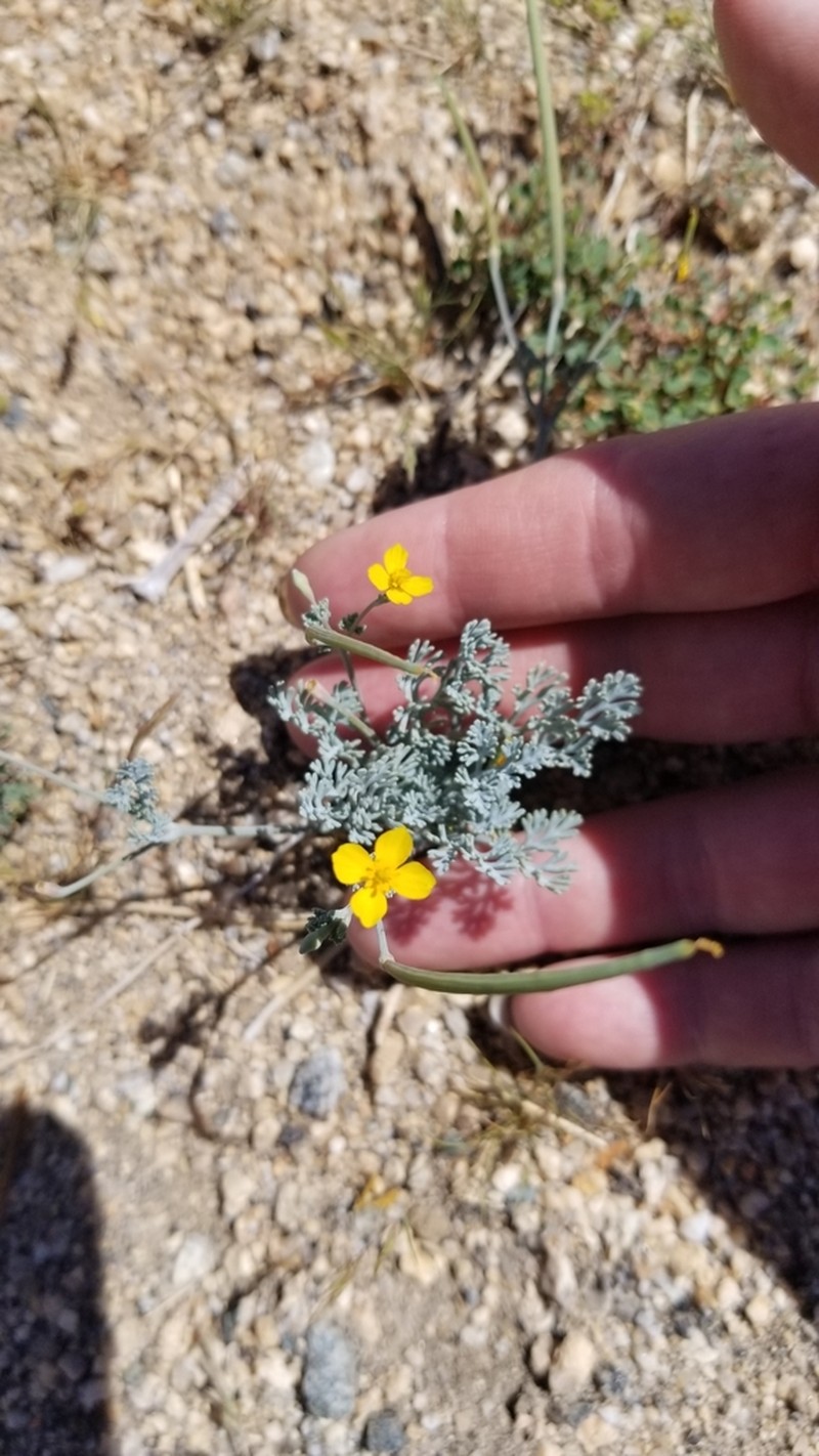 Pygmy Poppy