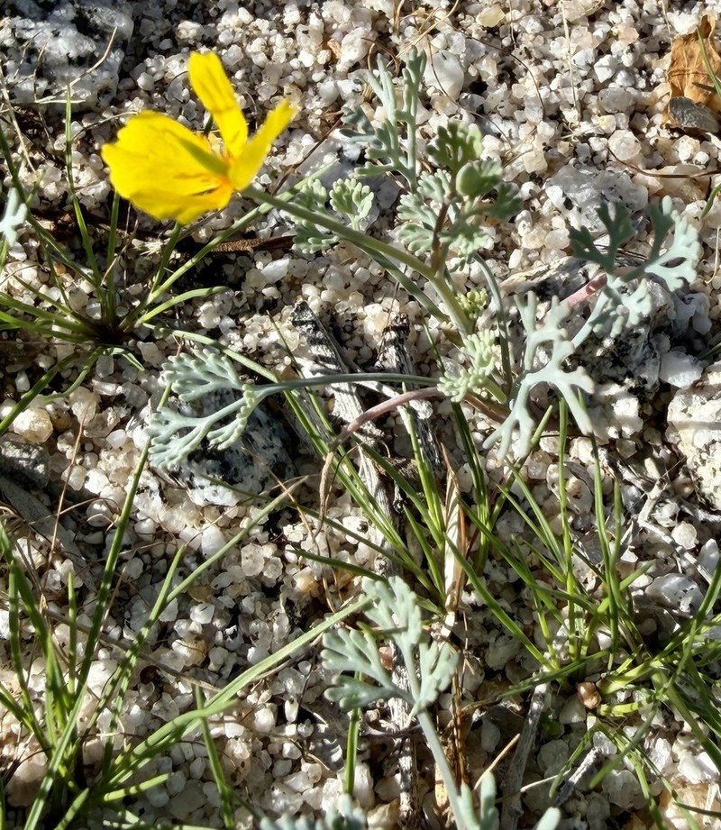 Pygmy Poppy photo 2