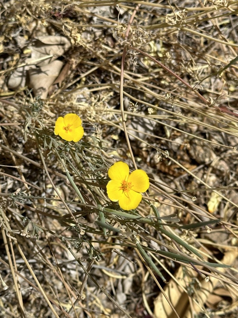Pygmy Poppy photo 3