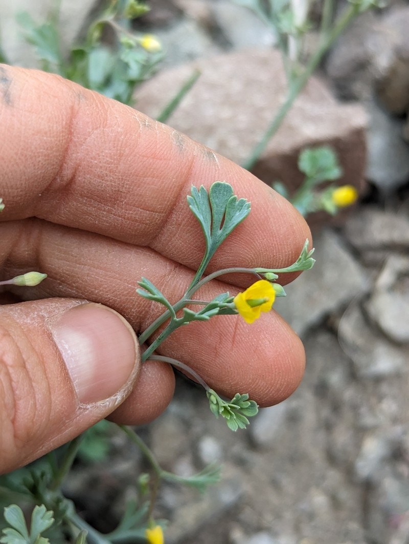 Pygmy Poppy photo 4