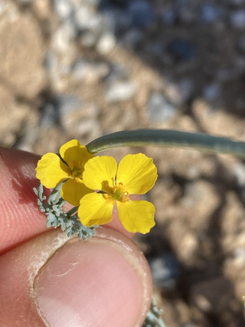Pygmy Poppy photo 5