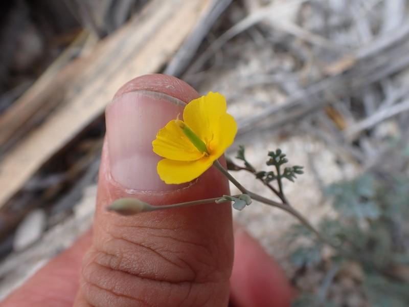 Pygmy Poppy photo 6