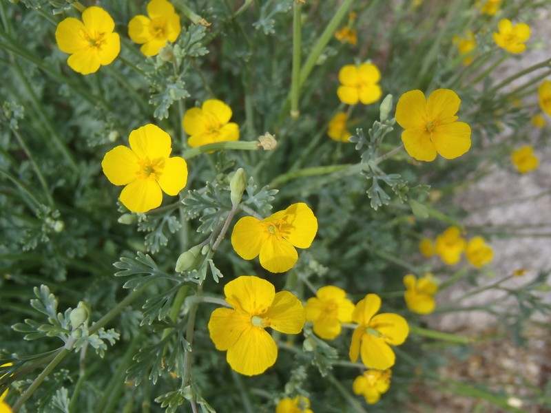 Pygmy Poppy photo 7