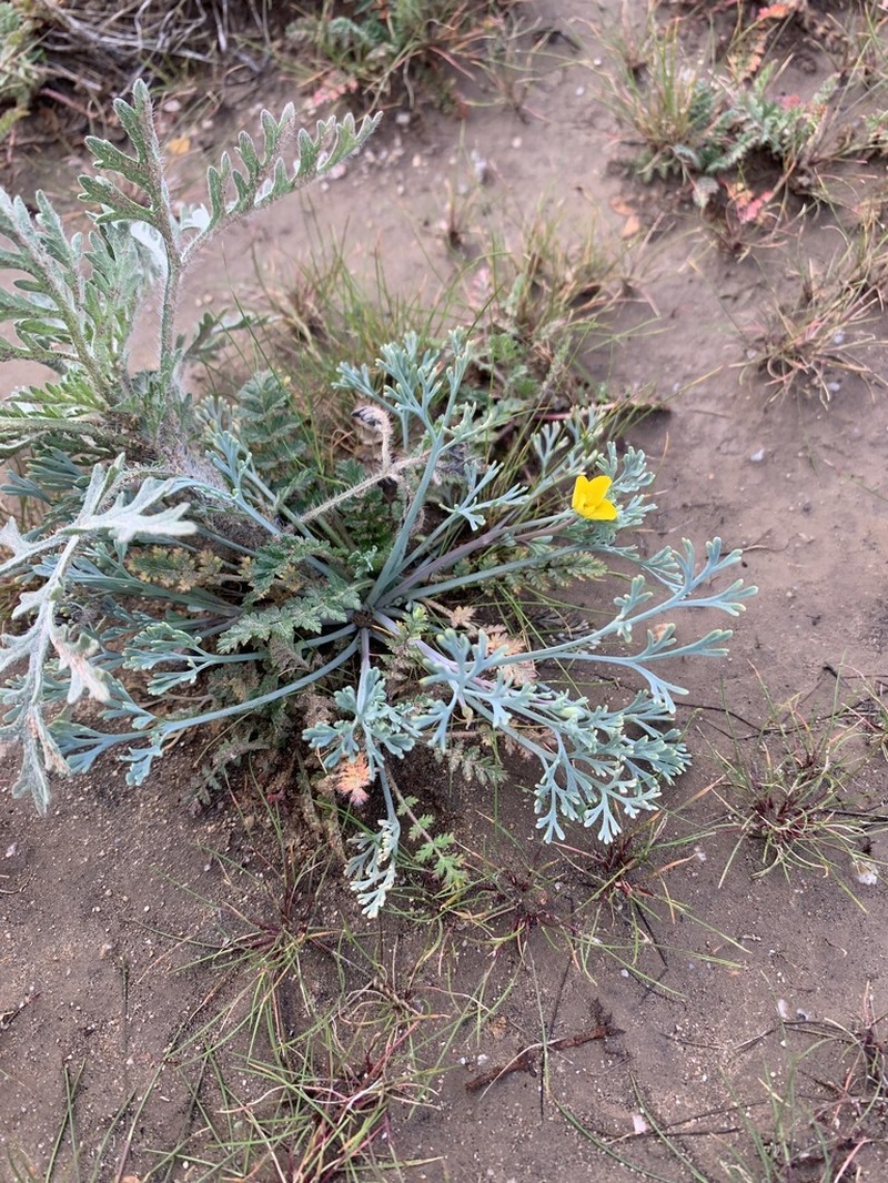 Pygmy Poppy photo 8