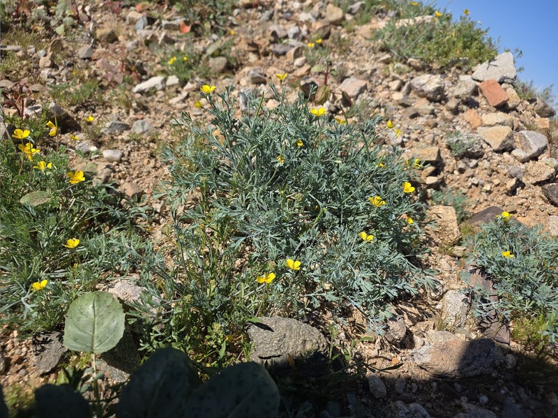Eschscholzia minutiflora subsp. covillei