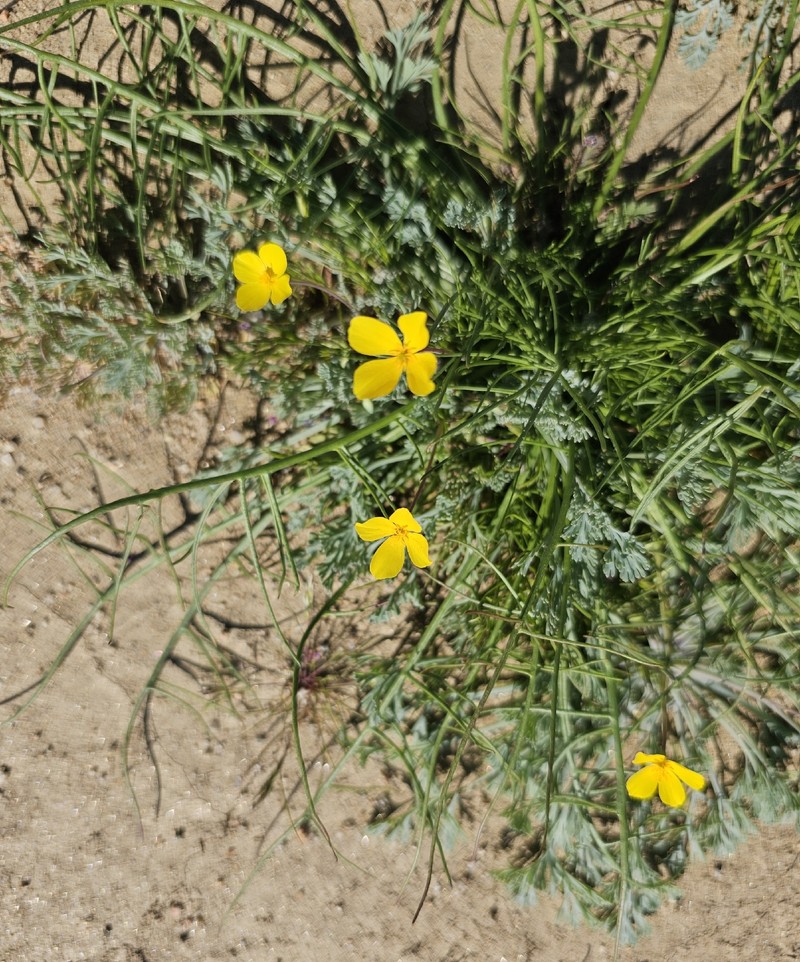 Eschscholzia minutiflora subsp. covillei photo 2